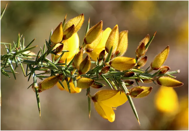 blühender STECHginster 