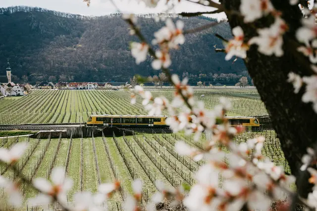 „Ab in die Wachau“ heißt es am 2. und 3. Mai, wenn der „Wachauer Weinfrühling“ Genießer und Weinfreunde in das UNESCO Weltkulturerbe Wachau lockt. | Foto: NÖVOG/Grojer