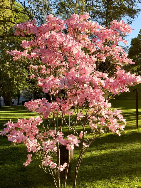 Magnolien  | Foto: H.Bachinger