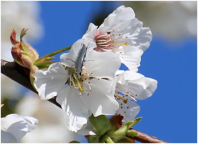 der kleine Bläuling findet gut Platz