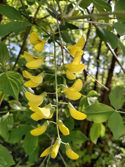 Goldregen | Foto: H.Bachinger