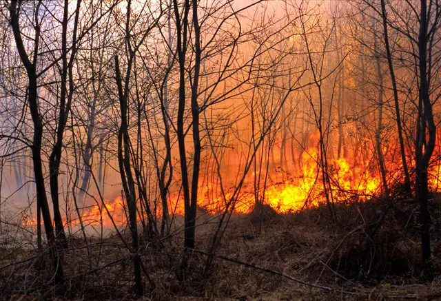Aktuell herrscht höchste Waldbrandgefahr in sämtlichen Bezirken in Salzburg. (Symbolbild) | Foto: panthermedia/zocchi2