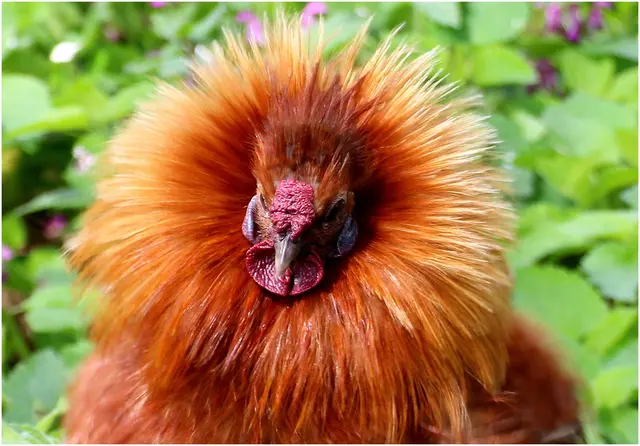 Huhn mit Löwenmähne am St.Peter- Weiher 