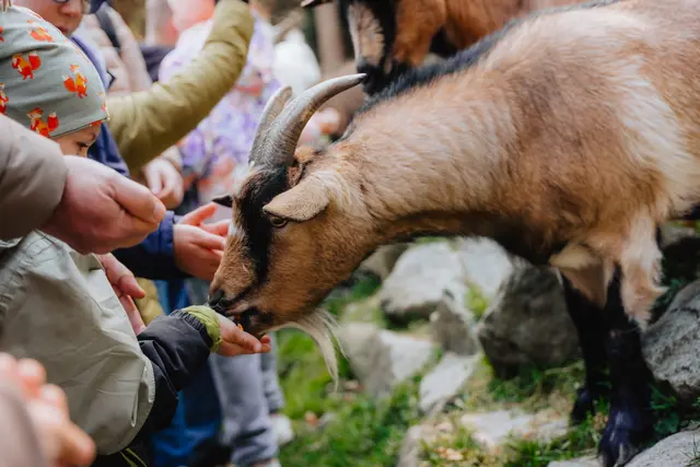 Bei der überarbeiteten „Tierischen Entdeckungstour“ begleiten Kinder Wildhüter Gustl und entdecken spielerisch die Tierwelt des Parks. | Foto: Bayern Park