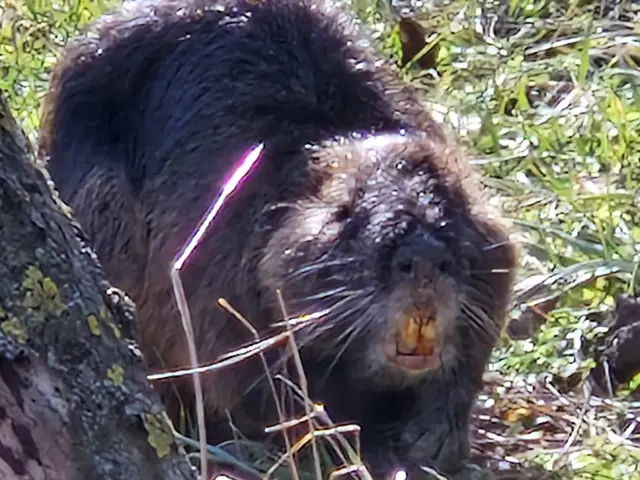 Nutria oder Biberratte