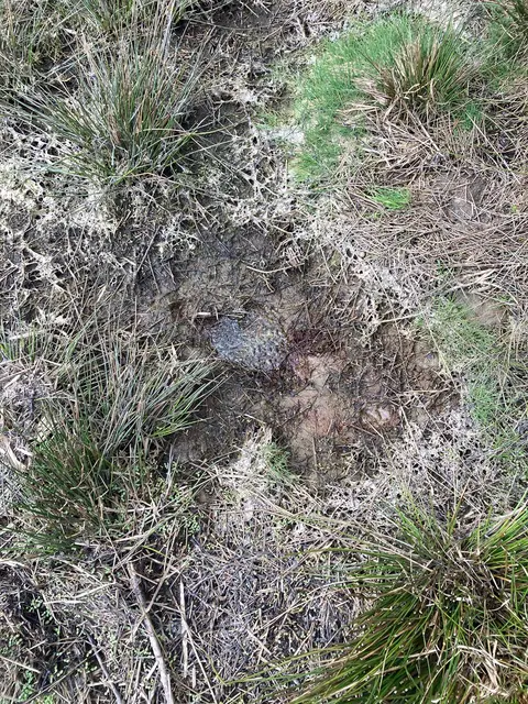 Vertrockneter Laich ist ein ernstes Problem für Amphibien (Frösche, Kröten), besonders bei plötzlichem Abfall des Wasserstands in Flachgewässern im Frühjahr. Wenn Laichgewässer austrocknen, stirbt der Laich meist ab. | Foto: A.Tiefenbach