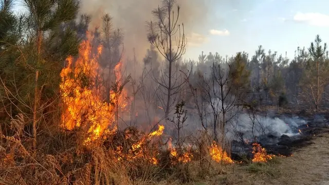 Waldbrandgefahr aufgrund anhaltender Trockenheit | Foto: pixabay