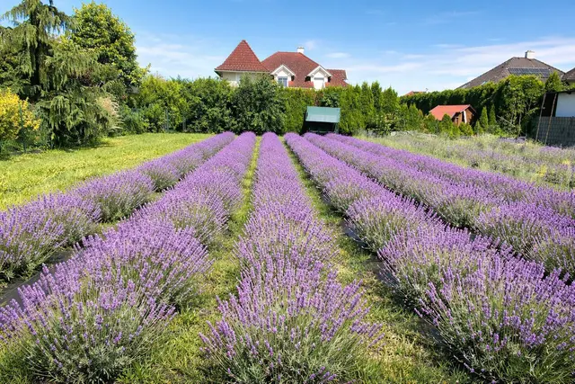 Knapp bringt die Provence nach Poggersdorf