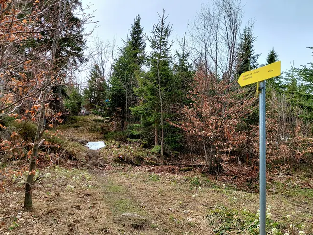 Hinauf auf den Illinger Berg  | Foto: H.Bachinger