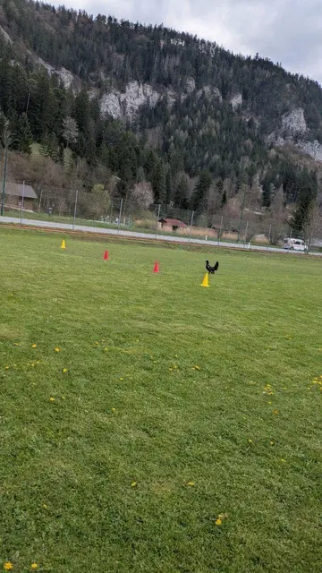 Der Auerhahn im Bereich der Mittelschule. | Foto: Tanja Nagl