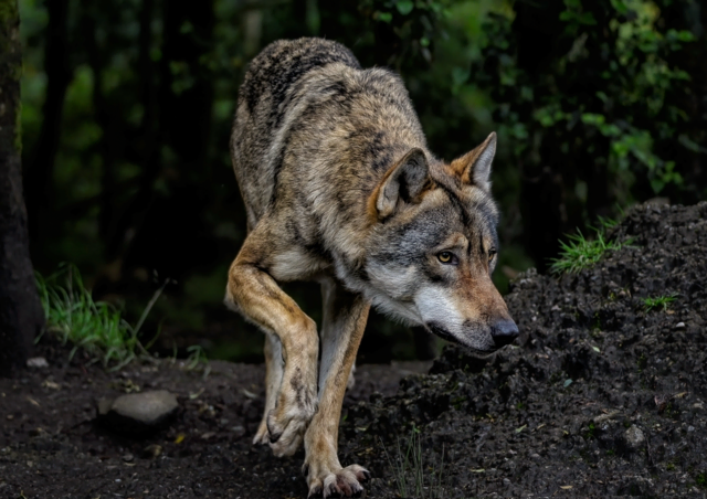 Im Gemeindegebiet von Kirchberg wurde ein Wolf in unmittelbarer Nähe zu Wohnhäusern gesichtet. (Symbolfoto) | Foto: ambquinn/Pixabay