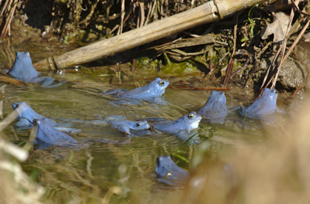 Die blauen Moorfrösche konnten im Frühjahr in der Südsteiermark noch in großer Anzahl bewundert werden. Jetzt kommen sie nur noch vereinzelt vor. | Foto: E. Bernhart