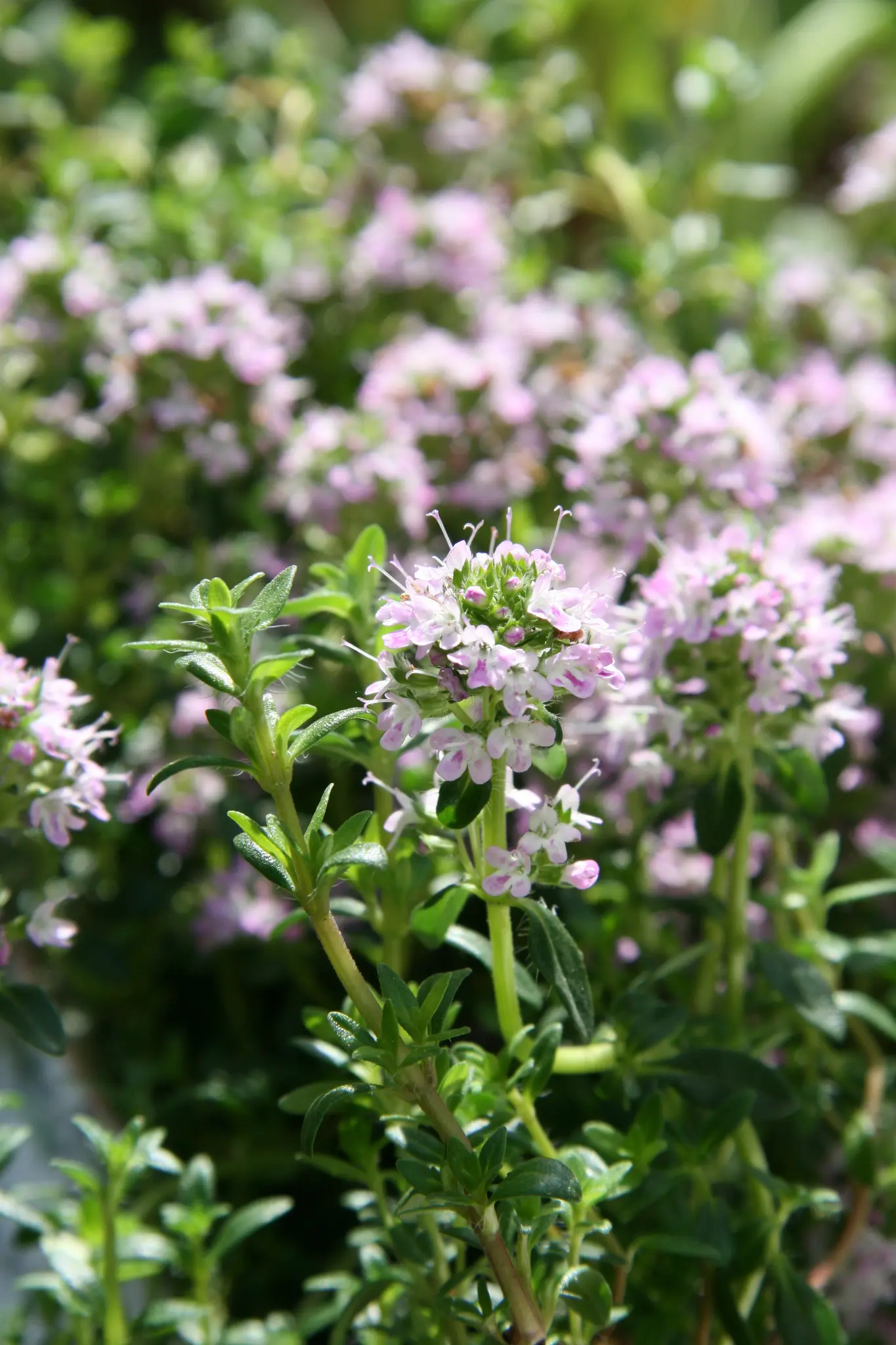 Mostviertler Garten-Tipp: Hoch hinaus mit Kletterpflanzen im Garten ...