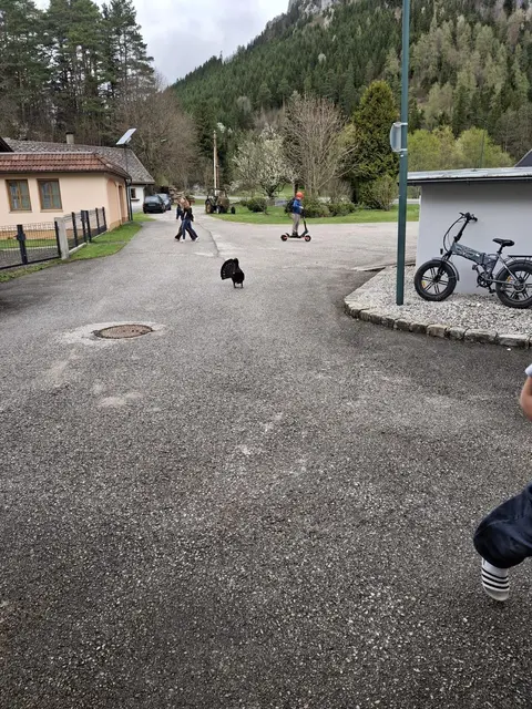 Der Auerhahn spazierte am Schulgeände umher. | Foto: Tanja Nagl