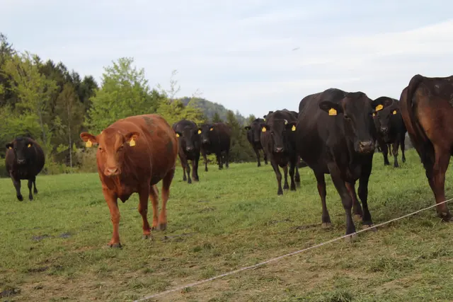 Wagyus-Rinder | Foto: MeinBezirk Perg/Köck