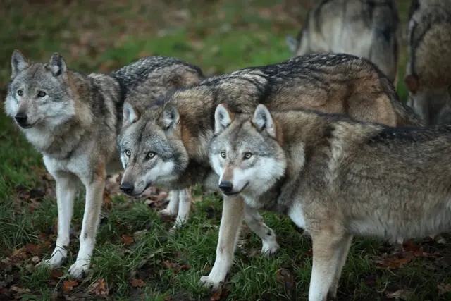 Wölfe vermissen bei uns die Naturlandschaft. Sie werden quasi in eine Kulturlandschaft hineingeboren. | Foto: PantherMedia/Hecke