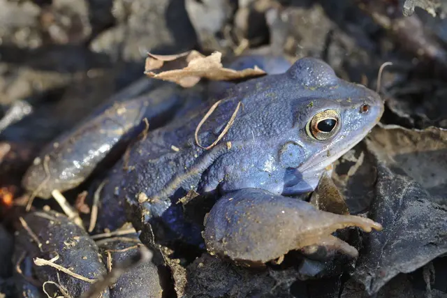Für wenige Tage färben sich die männlichen Moorfrösche während der Paarungszeit leuchtend blau. Nur mit ein wenig Glück konnten sie heuer noch bei den Rabenhof-Teichen beobachtet werden. | Foto: E. Bernhart