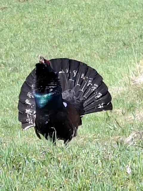 Dieser Auerhahn sorgte für Trubel in Schwarzau im Gebirge. | Foto: privat