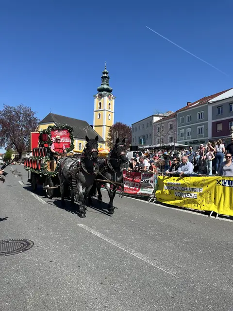 Der 31. Pferdeflohmarkt in Waizenkirchen konnte eine Rekordanzahl an Pferden verzeichnen. | Foto: Hannah Nachbauer