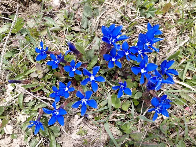 Rundblättriger Enzian  | Foto: H.Bachinger