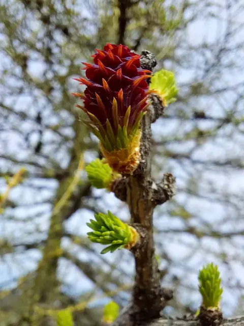 Lärchenblüte | Foto: H.Bachinger