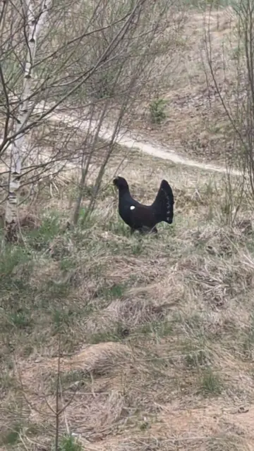 Den Auerhahn zog's aus der Natur mehrmals in die Höllental-Gemeinde Schwarzau im Gebirge. | Foto: privat