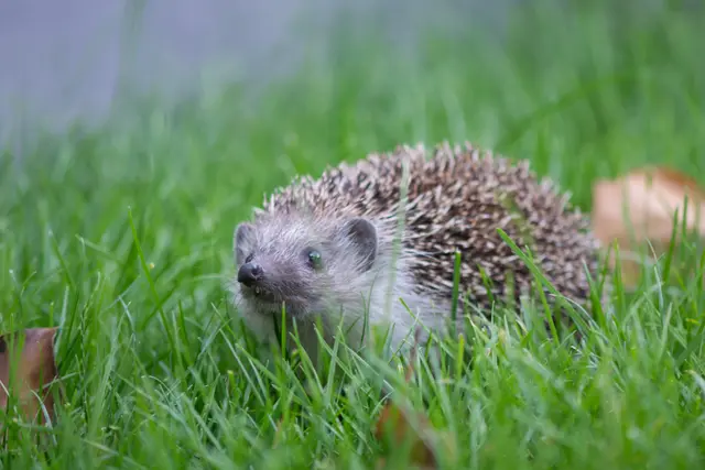 Mit der neuen Garten-Vignette möchte Tierschutz Austria die längste „Igel-Straße“ entstehen lassen. | Foto: Tierschutz Austria