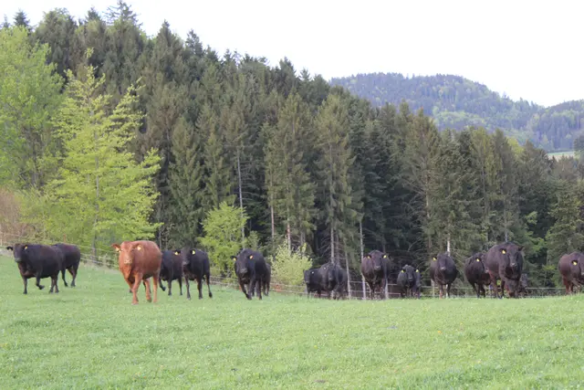 Wagyus-Rinder | Foto: MeinBezirk Perg/Köck
