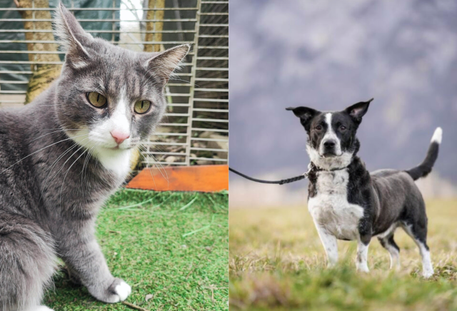 Valentina und Taylor suchen liebevolles Zuhause