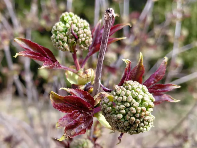 Roter Holunder  | Foto: H.Bachinger