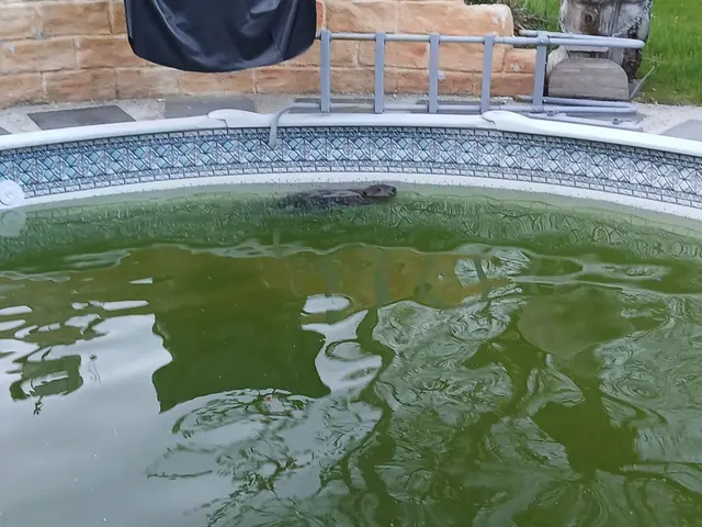 Ein Biber begeisterte sich für einen Swimmingpool. | Foto: privat