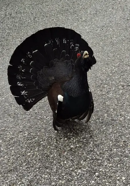 Dieser Auerhahn stolzierte bei der Mittelschule Schwarzau im Gebirge herum. Er wurde eingefangen. | Foto: Tanja Nagl