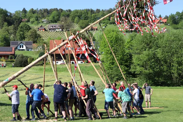 Beim händischen Aufstellen des Maibaums ist Teamarbeit gefragt, denn nur mit vielen helfenden Händen gelingt es, den Baum sicher in die Höhe zu bringen. | Foto: Gerhard Langmann