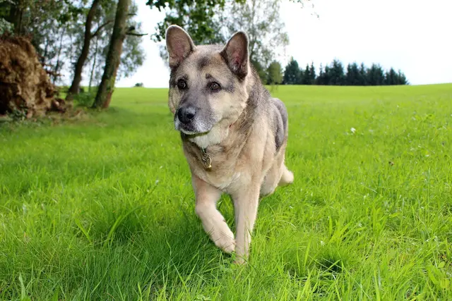 Ob Mischling oder Rassehund - geistige und körperliche Auslastung sind unabdingbar. | Foto: Sadiki-Peckary