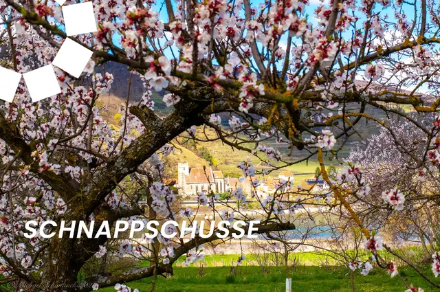 Die schönsten Schnappschüsse in NÖ im April 2026