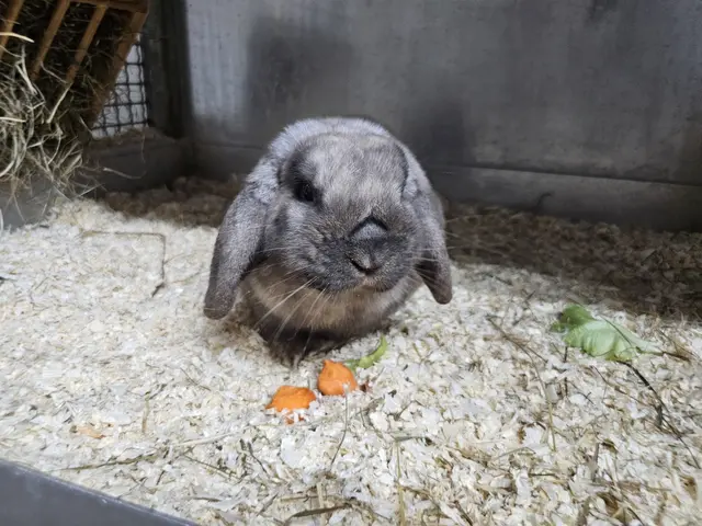 Goku sucht ein Zuhause bei einer passenden Kaninchendame.  | Foto: Tierheim Linz
