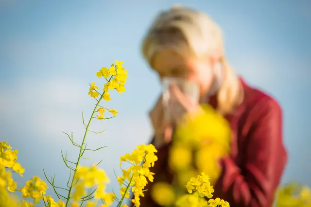 Gräserpollen dominieren ab Mai die Luft – für Allergikerinnen und Allergiker beginnt damit die intensivste Phase des Jahres.(Symbolfoto) | Foto: stock.adobe.com/at/Sandor Jackal