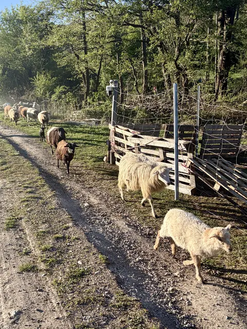 Foto: Öffentlichkeitsarbeit FF Laab im Walde / Bischof T.