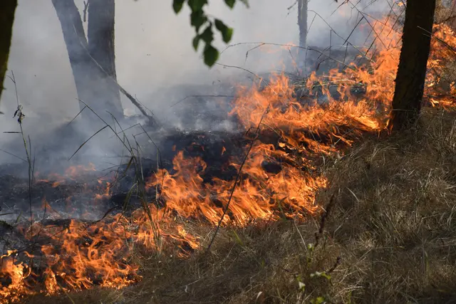 Einschränkungen wegen Waldbrandgefahr in Kürze möglich