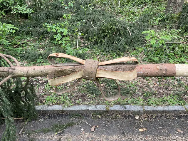Ob schlicht oder bunt geschmückt: Das Aufstellen eines Maibaumes hat in vielen Gemeinden der Steiermark Tradition. Das Aussehen des Baumes kann allerdings von Region zu Region variieren. | Foto: MeinBezirk