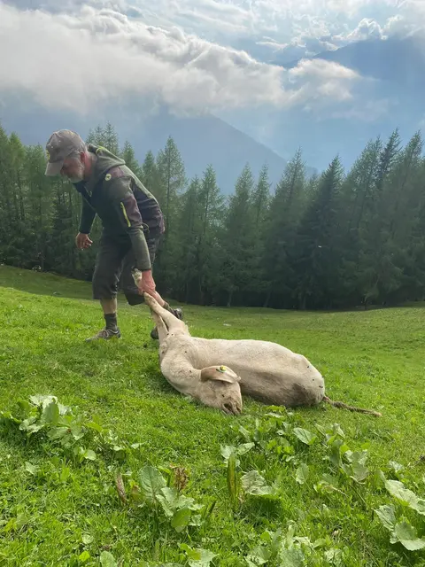 Jedes gerissene Schaf sei zu viel. | Foto: Privat