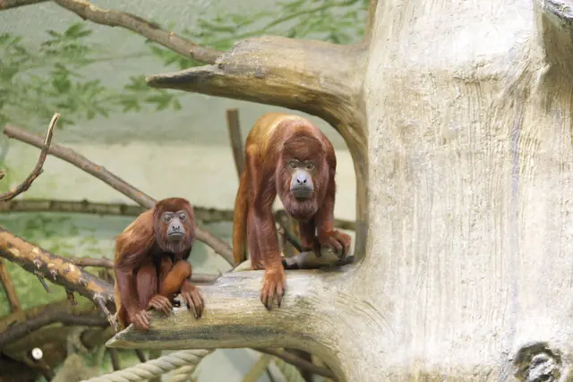 Foto: Zoo Salzburg/Ulrike Ulmann 