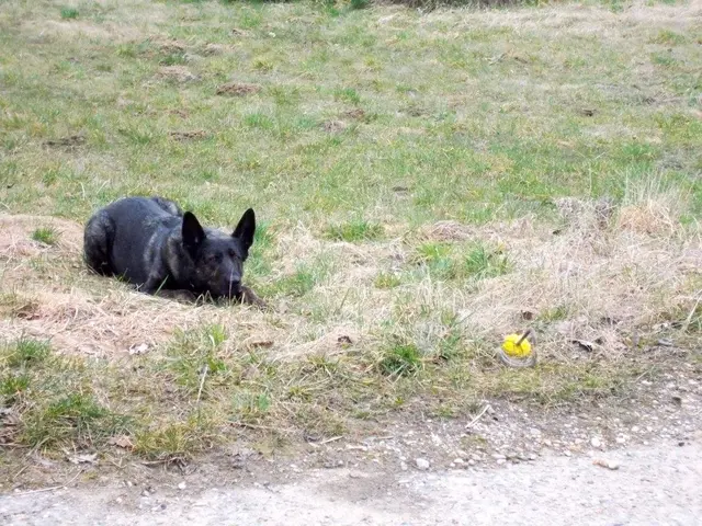 Ein holländischer Herder ist ebenso kein Couch-potatoe. | Foto: Sadiki-Peckary
