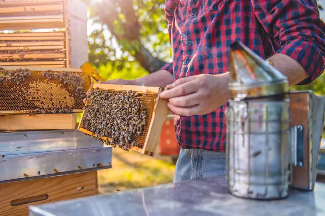 Unbekannte Täter sorgten in Innsbruck und Tarrenz für Schaden: Während ein Kellerabteil aufgebrochen wurde, verschwanden im Oberland mehrere Bienenstöcke. | Foto: smarterpix (Symbolbild)