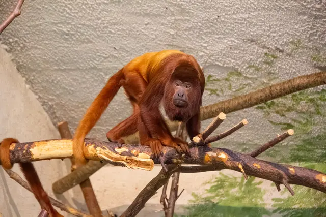 In Österreich ist der Zoo Salzburg der einzige Zoo, der Rote Brüllaffen hält. | Foto: Zoo Salzburg/Jasmin Kiener