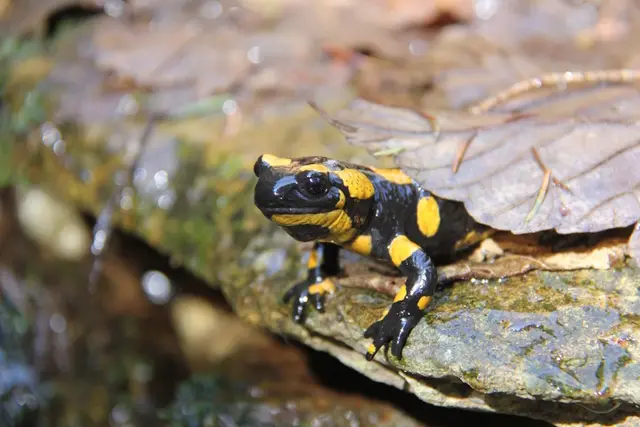 "Regenmännchen", wird der Feuersalamander umgangsprachlich auch genannt. © H. Kurz