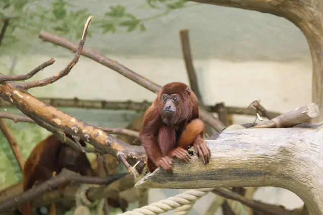 Foto: Zoo Salzburg/Ulrike Ulmann 