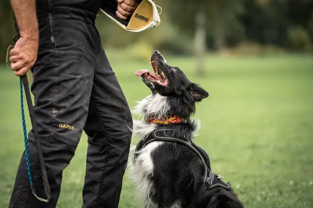 Der Schutzhundesport ist wieder erlaubt. | Foto: ÖKV