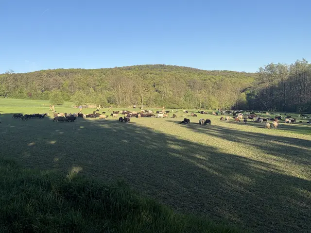 Rund 200 Schafe grasten in aller Seelenruhe auf dem Feld. | Foto: Öffentlichkeitsarbeit FF Laab im Walde / Bischof T.