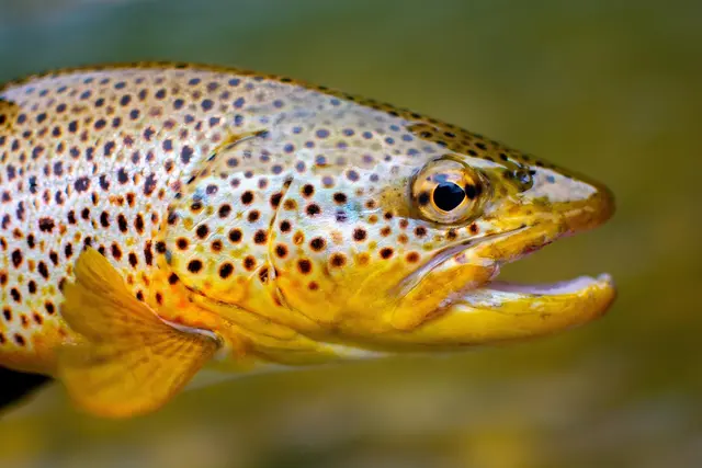 Fische aus dem Milser Feuerbachl wurden schonend entnommen und in ein geeignetes Gewässer übersiedelt. | Foto: Symbolbild (Pixabay)